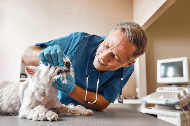 Best Emergency Root Canal Treatment in Four Corners, MD